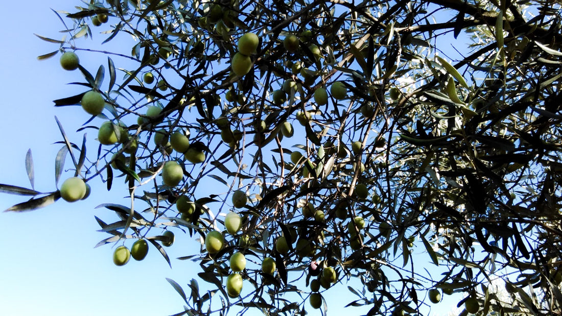 Hoe olijfolie helpt bij een opgeblazen buik