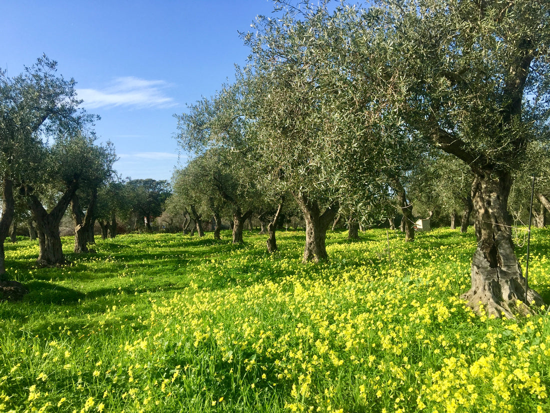 gezondheidsvoordelen extra vergine olijfolie