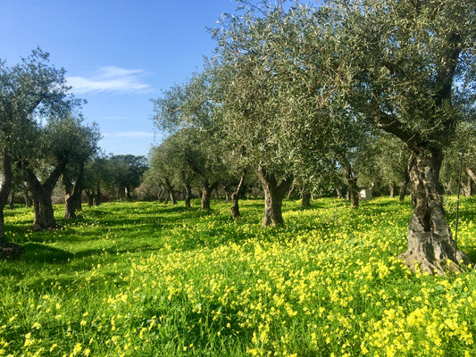 gezondheidsvoordelen extra vergine olijfolie