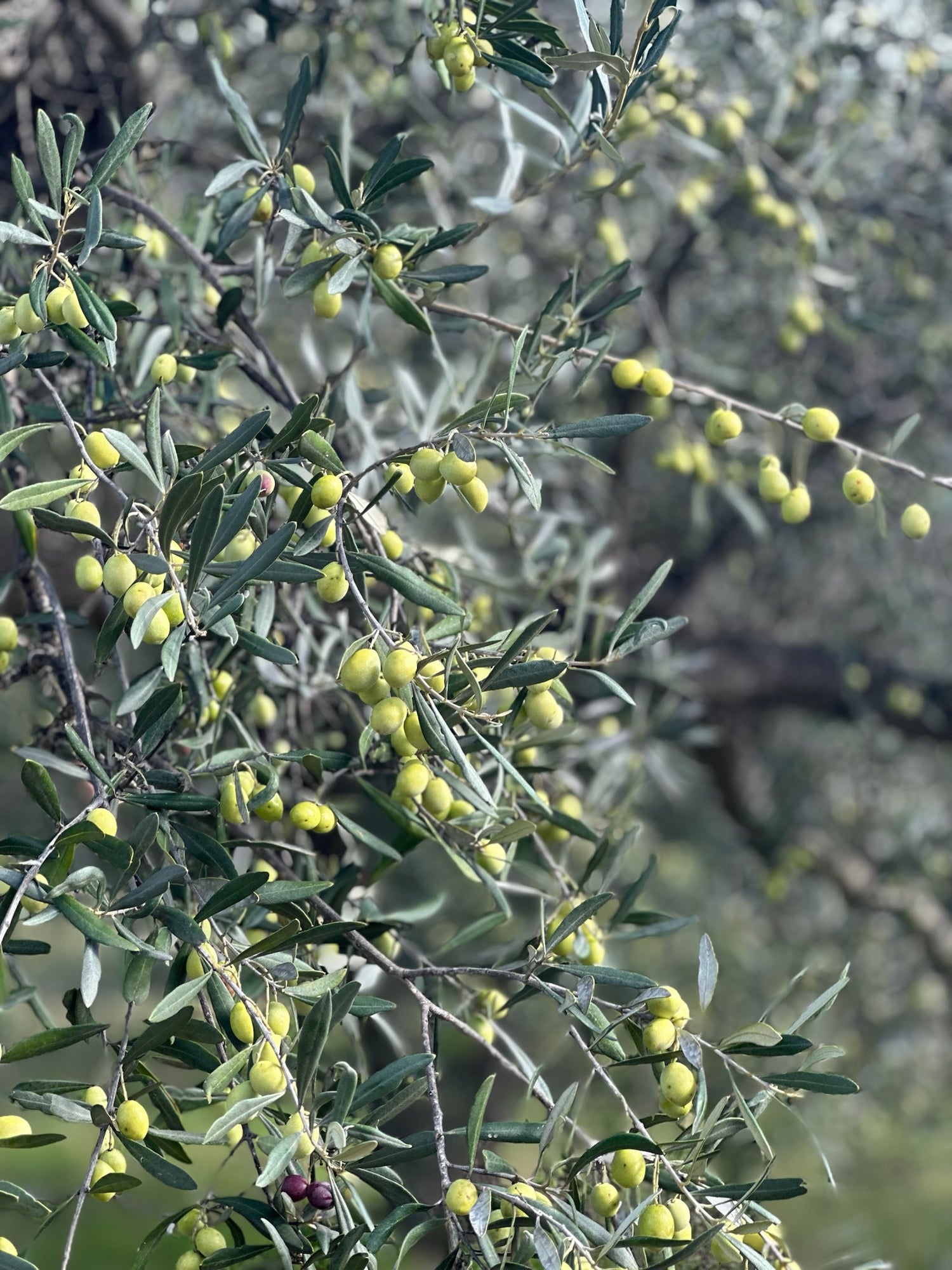 EEAB3203-3D56-4FD9-8147-4478B4794C77.JPG__PID:35266fd4-cd28-4414-a2a8-f9effa3e96a1